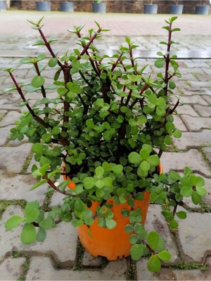 Mythriva Gardenbox Bonsai Uyumlu Yenilebilir Yeşim Çiçeği Saksılı, 20-30CM, Portulacaria Afra