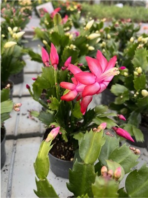 Mythriva Nura Botanik Pembe Paskalya Çiçeği, Hatiora Gaertneri, 1 Adet