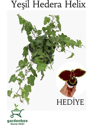Mythriva Nura Botanik Yeşil Hedera Helix Sarmaşığı, Saksılı, 30-40 Cm, Yaprak Güzeli Bitkisi