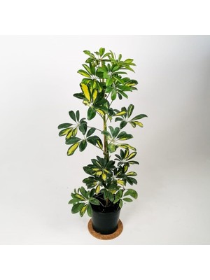 Mythriva Nura Botanik Şeflera 5 Parmak Bitkisi, Schefflera Çiçeği, Tek Gövdeli, 50-70 cm