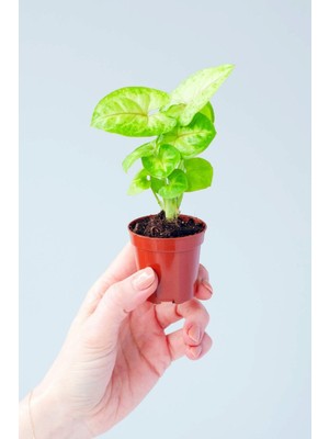 Mythriva Nura Botanik Syngonium Mango Allusion, Melek Kanadı Çiçeği Mini, 6 cm Saksı, Ev Ofis Salon Iç Mekan Bitkisi