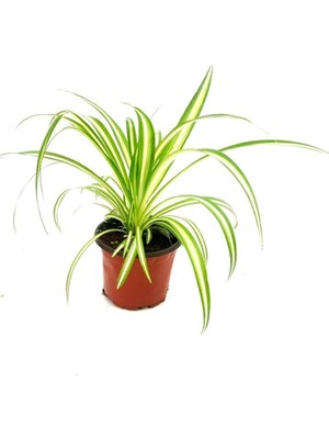 Mythriva Nura Botanik Kurdele Çiçeği Chlorophytum Comosum, 20-30 Cm, 12 cm Saksıda