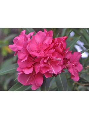 Mythriva Nura Botanik Pembe Çiçekli Zakkum Fidanı, 40-65 Cm, Tüplü, Pink Oleander