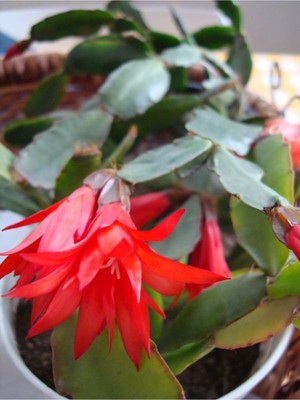 Mythriva Gardenbox Kırmızı Yılbaşı Çiçeği, 20-30 Cm, Saksılı, Schlumbergera Truncata