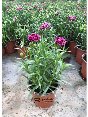 Mythriva Bitkim Sende Kokulu Mor Ebruli Karanfil Çiçeği, 15-25 Cm, Saksılı