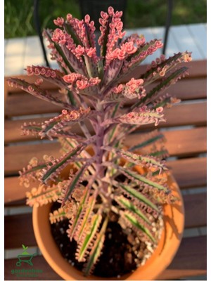Mythriva Nura Botanik Pembe Aşkın Gözyaşı Çiçeği, 10-20 Cm, Saksılı