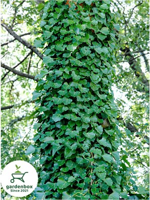 Mythriva Nura Botanik Ağaç Sarmaşığı Saksılı, 20-40 Cm, Çok Renkli