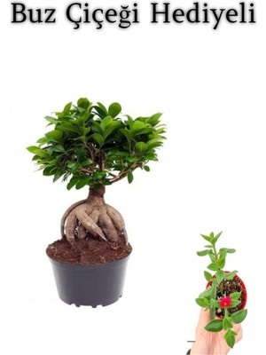Mythriva Nura Botanik Hediyelik Bonsai Bitkisi, Buz Çiçeği Hediyeli