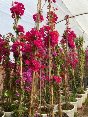 Mythriva Gardenbox Sarmaşık Begonvil Bitkisi Bougainvillea, Çiçekli Bodur Bitki, Mor-Pembe-Kırmızı