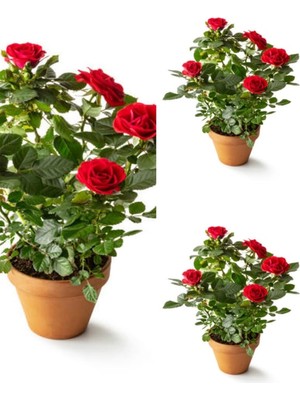 Mythriva Nura Botanik Yediveren Yoğun Kokulu Kırmızı Gül, 30-50 Cm, 3 Adet Saksılı Aşılı Red Rose
