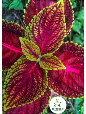 Mythriva Nura Botanik Yaprak Güzeli Çiçeği (Coleus) 1 Adet, 10-20 Cm, Kırmızı-Sarı