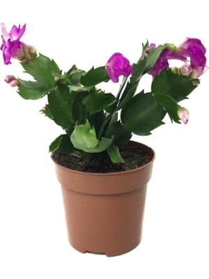 Mythriva Nura Botanik Schlumbergera Purple Kaktüs Yılbaşı Çiçeği, 8,5 cm Saksı, 15-20 cm Boyunda