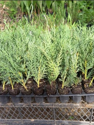Mythriva Nura Botanik Mini Potta Leylandi Fidanı, 10-25 Cm, 20 Adet, Cupressus Leylandii