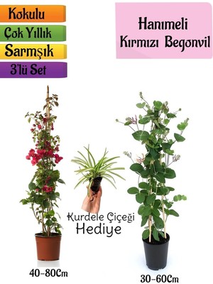 Mythriva Gardenbox Kırmızı Begonvil, Kokulu Hanımeli Çiçeği, Kurdele Çiçeği 3'lü Peyzaj Seti