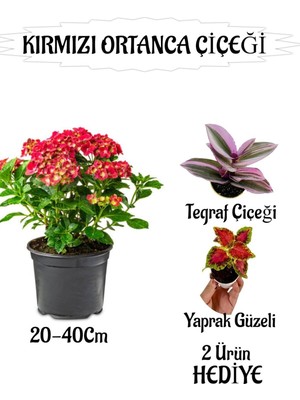Mythriva Nura Botanik Kırmızı Ortanca Çiçeği Saksılı, 20-40 Cm, Çok Renkli, Telgraf ve Yaprak Güzeli Çiçeği Hediyeli