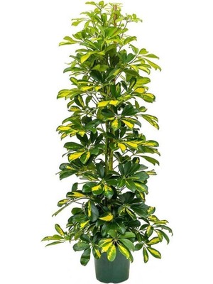 Mythriva Gardenbox Şeflera-Schefflera Arboricola Gold Capella 2 Dallı, 90-110 Cm, Canlı Iç Mekan Bitkisi