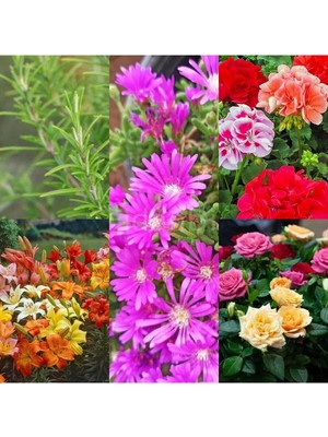 Mythriva Nura Botanik Renkli 5 Çeşit 5 Adet Kabristan Çiçek Seti, 40-80CM Saksılı, Chrysanthemum