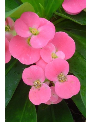 Mythriva Gardenbox Eubhorbia Şeker Pembe Taç Çiçeği, 15CM Mini Boy, Iç Mekan Bitkisi