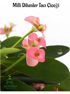 Mythriva Nura Botanik Pink Euphorbia Milii Dikenler Tacı Çiçeği, Pembe Renk, 15-25 cm