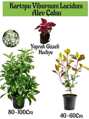 Mythriva Nura Botanik Kartopu Viburnum Lucidum, Alev Çalısı, Yaprak Güzeli Bahçe Bitkisi Seti, Çok Renkli