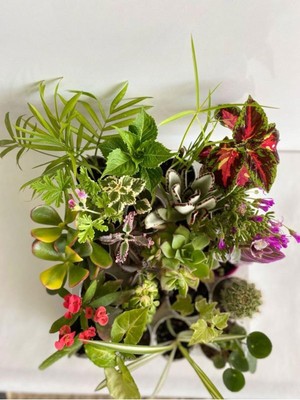Mythriva Gardenbox 20'li Karışık Çiçekli Bitki Seti