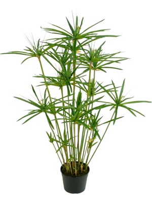 Mythriva Serada Decor & Plant Japon Şemsiyesi (40-60) cm Saksılı + Alacalı Benjamin Bitkisi (40-60) cm Saksılı, Set