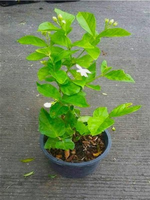 Mythriva Serada Decor & Plant Ful Yasemin Fidanı, Jasminum Sambac Maid Of Orleans, 40-60 Cm, Çok Renkli