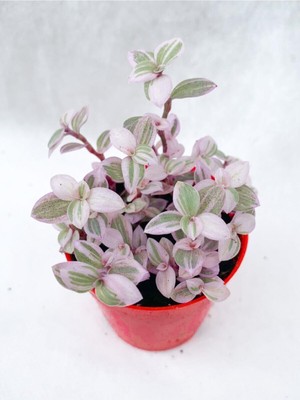 Mythriva Nura Botanik Mini Pembe Telgraf Çiçeği, 5-15 Cm, Saksılı Çiçekli Bodur Bitkiler, Pink Lady