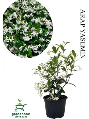 Mythriva Nura Botanik Yoğun Kokulu Arap Yasemini Çiçeği, 1 Adet Saksılı, 30-60CM, Çok Renkli