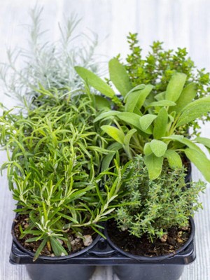 Mythriva Serada Decor & Plant Mutfak Bitki Seti, Kekik-Biberiye-Adaçayı Fideleri, 3 Adet, 5-15 cm