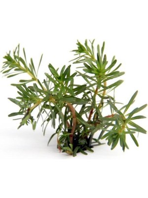Mythriva Rotala Wallichi In Vitro Canlı Bitki