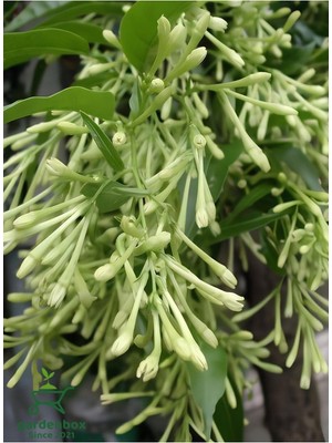 Mythriva Gece Yasemini (Cestrum Nocturnum) Melisa Çiçeği 1 Adet Saksılı 30-60CM