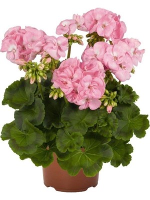 Mythriva Açık Pembe Sardunya Çiçeği Fidanı 10CM 30CM