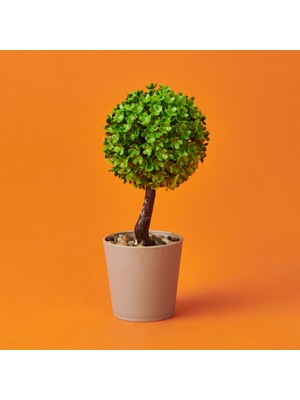 Eva Dekor Top Yapay Ağaç - Yeşil / Gri - 8X18 cm