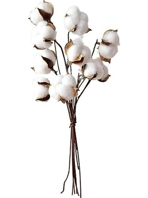 Trendexa Doğal Pamuk Çiçeği, 10 Adet Tekli Dal, 30 Cm, Kuru Yapay Çiçek