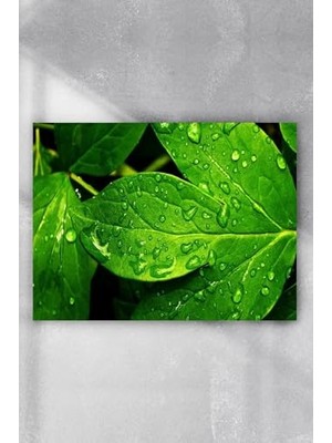 Trendexa (PSTER9525) Yaprak Sanatsal Poster (70X100 Cm)