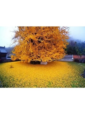 Trendexa 20 cm Ginkgo Biloba Mabet Ağacı