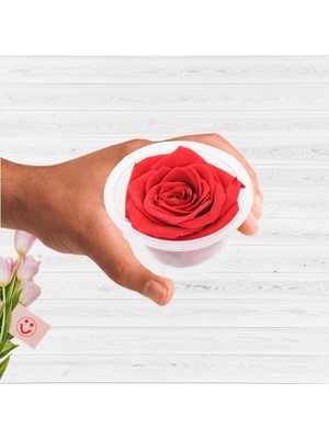 Trendexa Şoklanmış Solmayan Gül; 5 Cm, Kırmızı