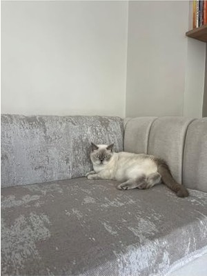 Trendexa Koltuk Örtüsü Pamuk Bej 190 x 220