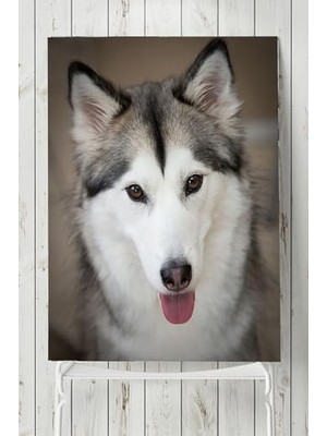 Trendexa PSTER4958 Husky Hayvan Posteri (80X115 Cm)