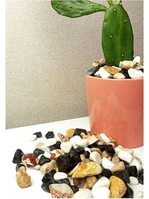 Trendexa Karışık Renkli Çakıl Taşı 2 Kg, 1-2 Cm, Vazo ve Teraryum Dekoru