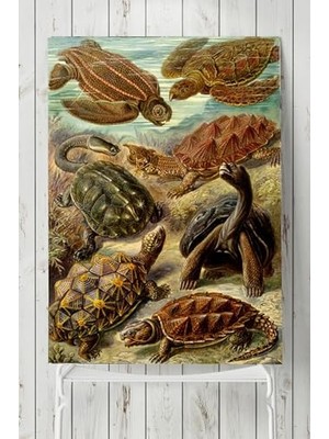 Orevio PSTER5319 Kaplumbağa Hayvan Posteri (80X115 Cm)