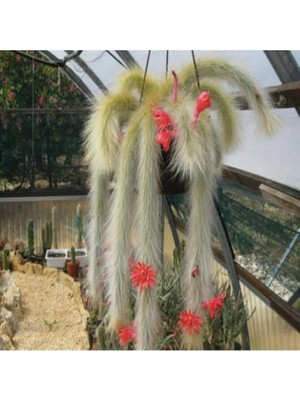 Look Monkey Tail Cactus Kaktüs Tohumu TH-9154684654696