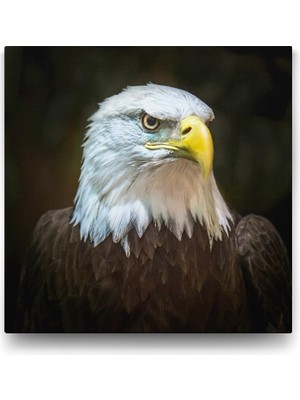 Mabelme Store Prime Kartal Tablosu - 60X60CM