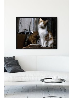 Defne Store (PSTER11538) Kedi Hayvan Çerçeveli Tablo 6 (50X70 Cm)