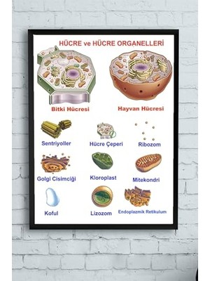 Defne Store (PSTER10260) Hücre Eğitim Çerçeveli Tablo (50X70 Cm)
