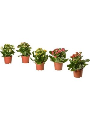 IKEA Kalanchoe Canlı Bitki , Çok Renkli, 10.5 Cm, Kalanchoe Calandiva