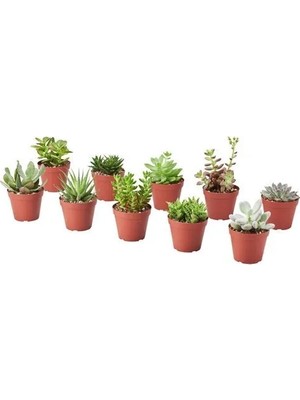IKEA Succulent Canlı Bitki , Yeşil, 9 cm
