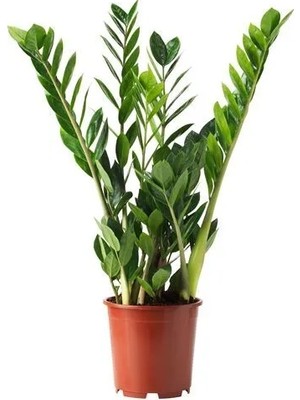 IKEA Zamıoculcas Canlı Bitki , Yeşil, 17 Cm, Zamioculcas