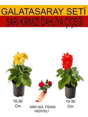Vionna Gardenbox 2'li Set Sarı-Kırmızı Dahliya Çiçeği, Kırmızı Gül Fidanı, 10-30 cm